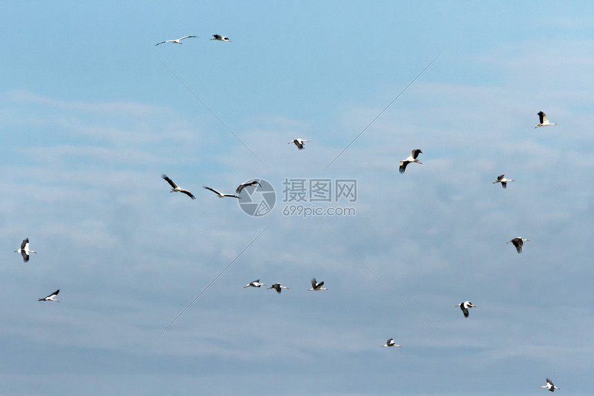 许多鸟类在天上飞高清图片下载-正版图片507046832-摄图网