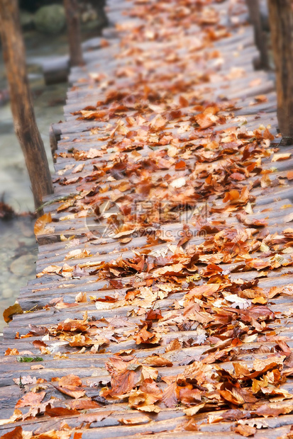 木桥上的秋叶图片