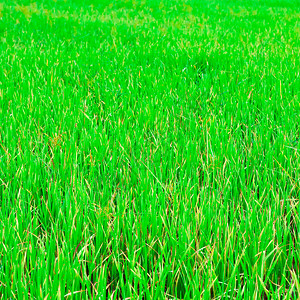 泰国东北高原绿稻田东背景图片