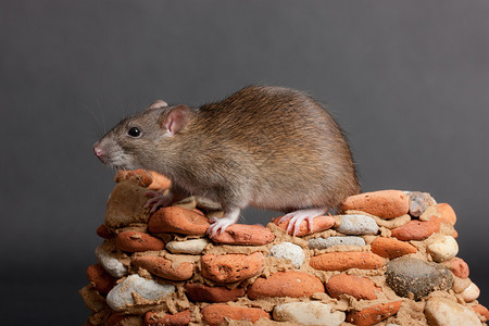 小石堡上的家鼠图片