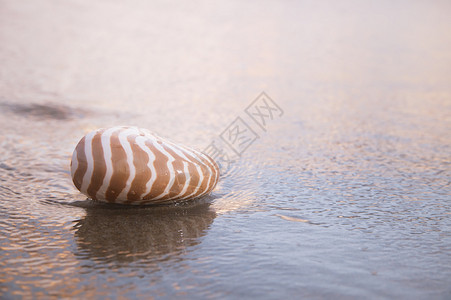 蜗牛LOGO沙滩上的纳图卢斯贝壳金色日出背景