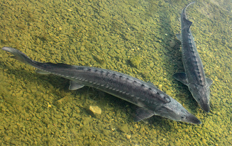 多瑙河上的大鱼是子酱和美味肉的源头背景图片