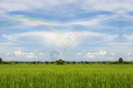 稻田出粮天空美丽彩虹图片