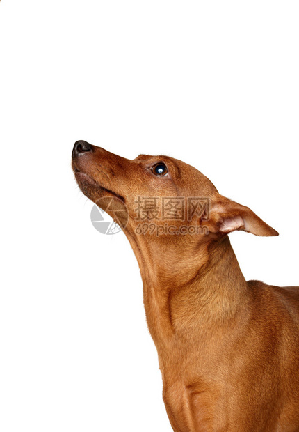 红色微型短毛猎犬抬头图片