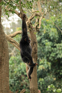 Chimpanzee非洲乌干达图片