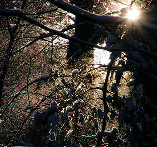 WaldimWinter冬天图片