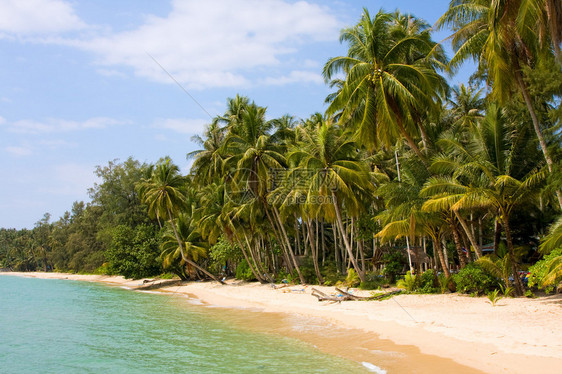 在夏天海滩泰国的可椰子树图片