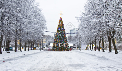 圣诞树和白雪树小巷图片