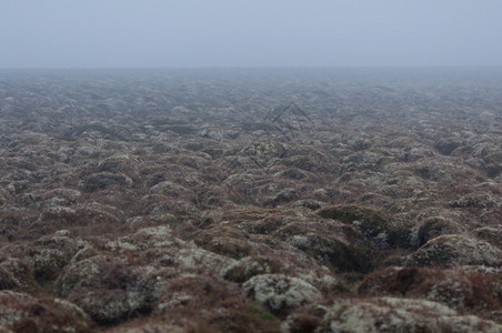 石头苔藓和雾图片
