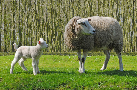 荷兰草原上的母绵羊和图片