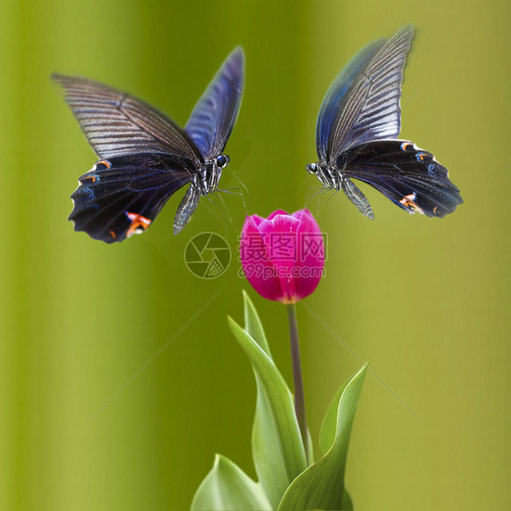 花朵上美丽的蝴蝶供广告或图片