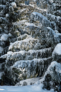 冬天的松树和新的雪图片