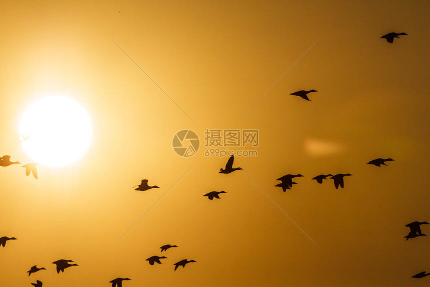许多鸟类在天上飞高清图片下载-正版图片507051543-摄图网
