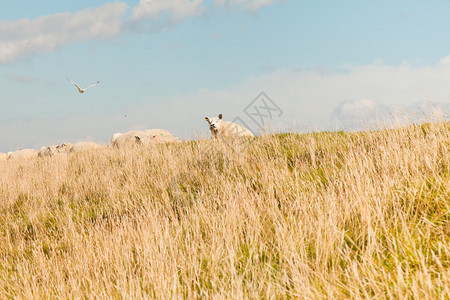 草地上牧羊达克蓝云天空瓦登岛特图片