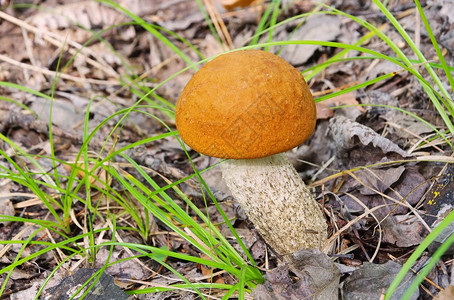 微距蘑菇Rotkappe红背景