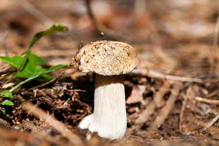 Cep蘑菇在森图片