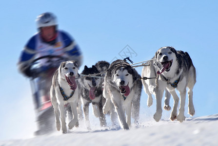 雪橇犬在速度赛跑图片