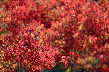 日本秋天的红枫树图片