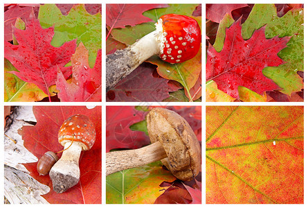 一套五颜六色的秋叶和蘑菇图片
