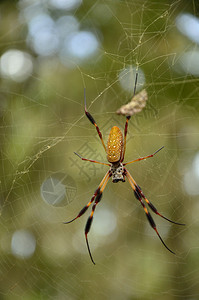 一只蜘蛛在网状的蜘蛛挂图片