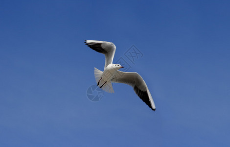 海鸥在蓝天的映衬下飞行图片