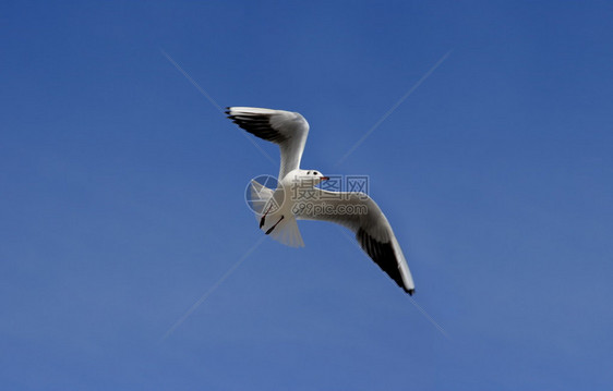 海鸥在蓝天的映衬下飞行图片