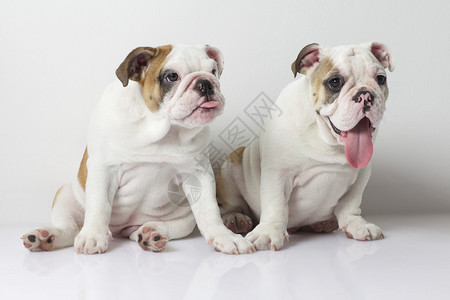 两只白色和棕色的英国牛犬小狗坐在一起图片