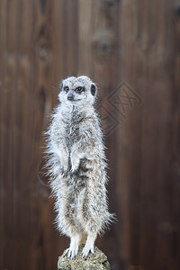 关闭守卫职责的Meerket图片