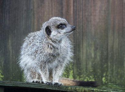 关闭守卫职责的Meerket图片