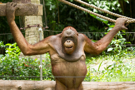 在西贡越南的OrangutanPongopygmaeus图片