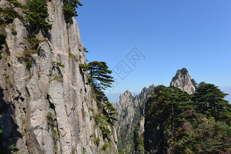 黄山和松树图片