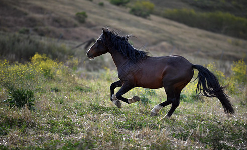 加利福尼亚隆波克回归自由野马保护区山脊上的几匹野马图片