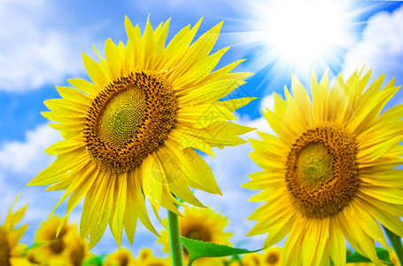 高清图片更新于:2023-07-16太阳背景图图片太阳花纹背景图片背景素材