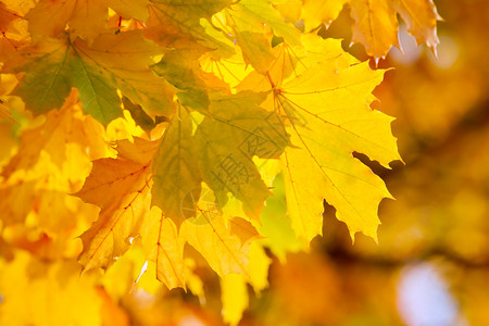 黄色秋季枫叶背景图片