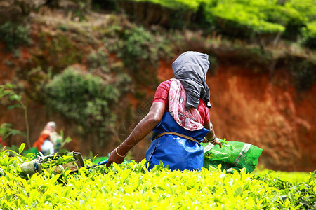 Munnar是印度最知名的茶叶资本图片
