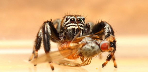 Evarchaarcuata跳跃蜘蛛图片