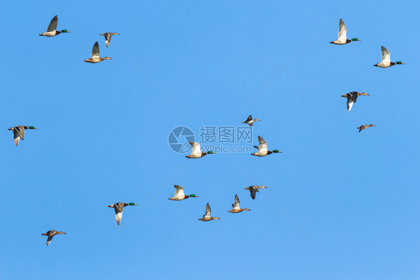 许多鸟类在天上飞高清图片下载-正版图片507056275-摄图网