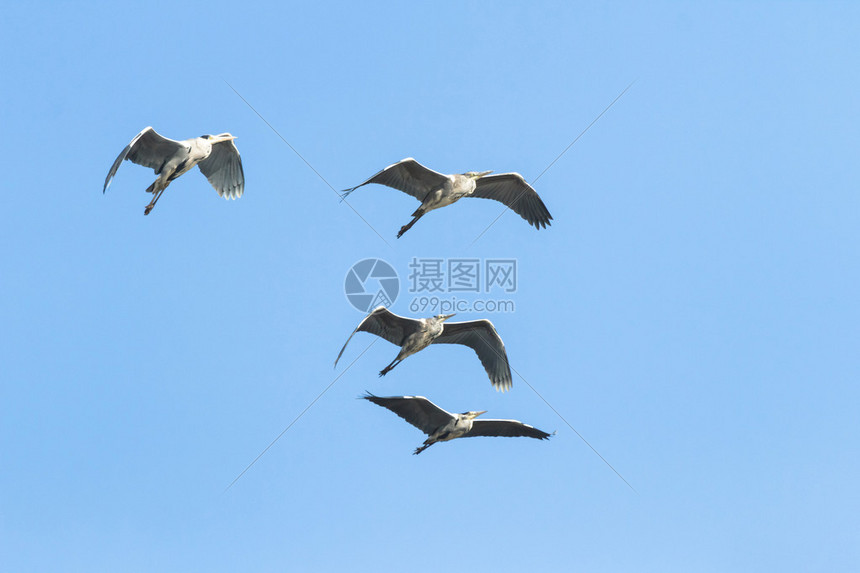 许多鸟类在天上飞高清图片下载-正版图片507056277-摄图网