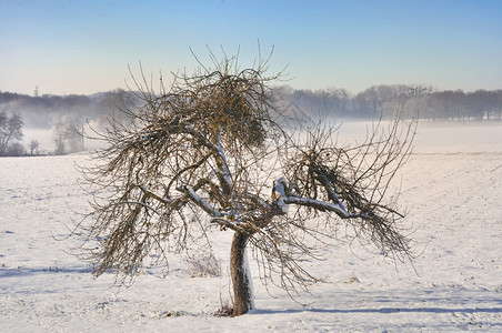 在美丽的冬日一片雪地中背景图片