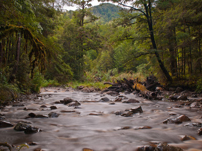 快速流动的森林溪流图片