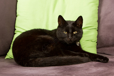 黑猫被隔离睡在沙发上图片