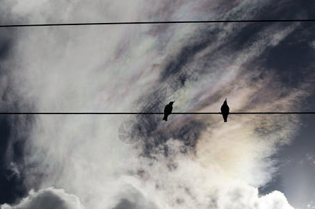两只鸟坐在开阔天空图片
