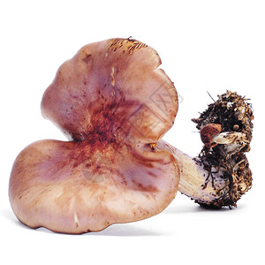 在白色背景的一个木炭燃烧器蘑菇图片