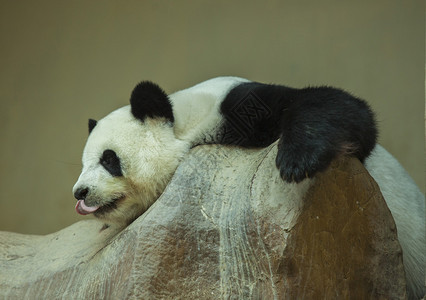 大熊猫睡觉微笑图片