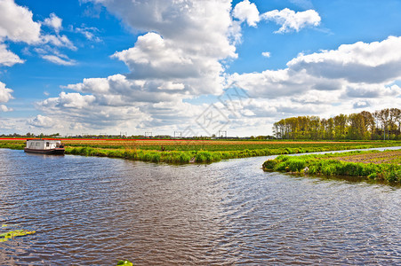 荷兰郁金香田间灌溉运河上的船屋图片