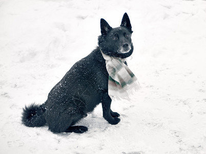 雪地里戴着围巾的黑狗图片