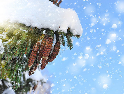 圣诞冷杉树枝和蓝天上的视锥细胞图片