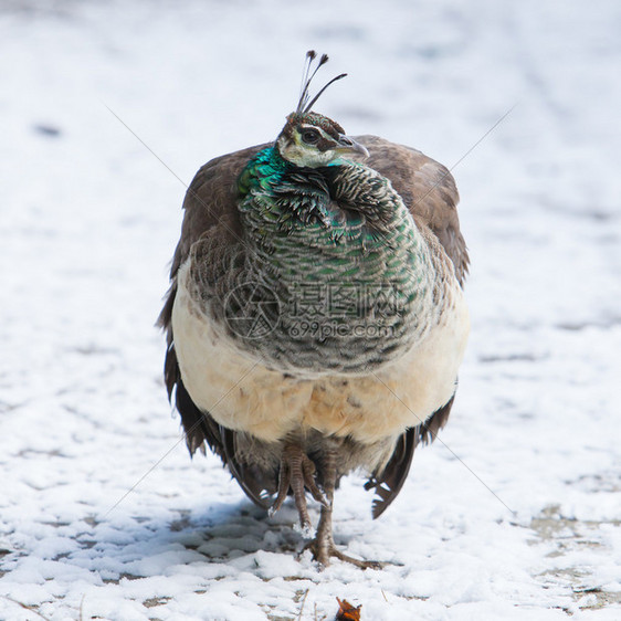 站在雪地里的雌孔雀冬天图片