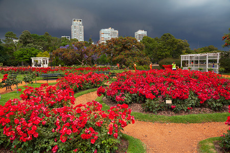 布宜诺斯艾利斯有彩色花背景图片