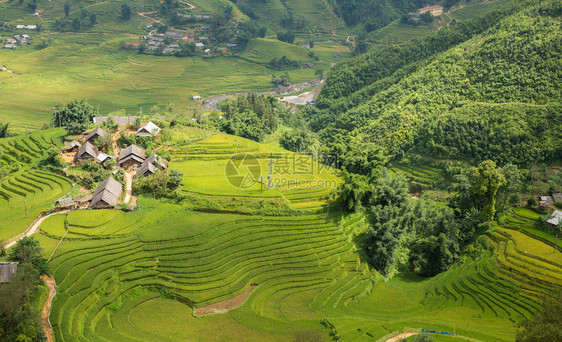 Rice种植园和山丘在Vietna图片